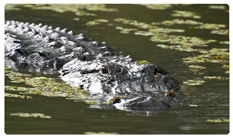 DNSEMP-C-300 Alligator